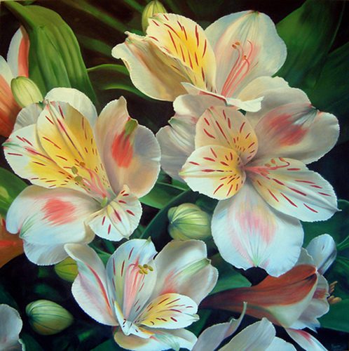 Alstroemeria